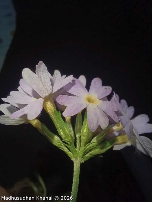 <i>Primula jaffreyana </i>