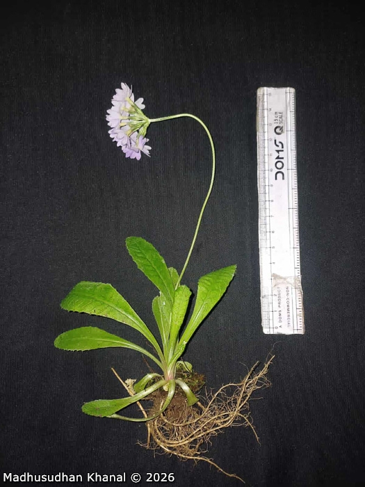 <i>Primula jaffreyana </i>