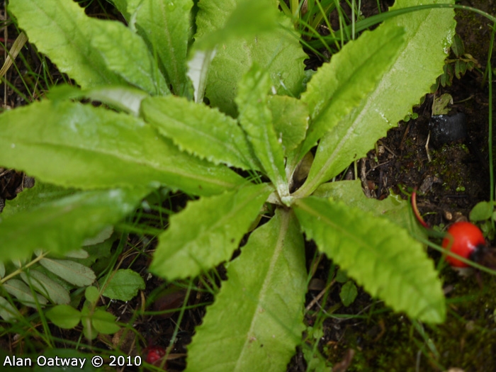 <i>Primula jaffreyana </i>