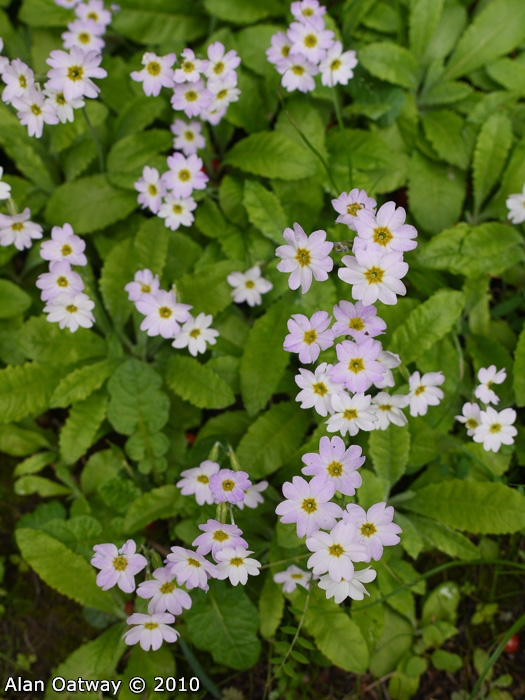 <i>Primula jaffreyana </i>