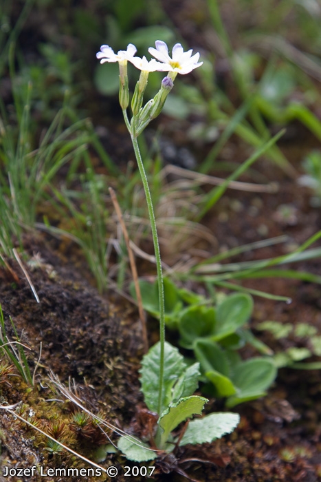 <i>Primula jaffreyana </i>