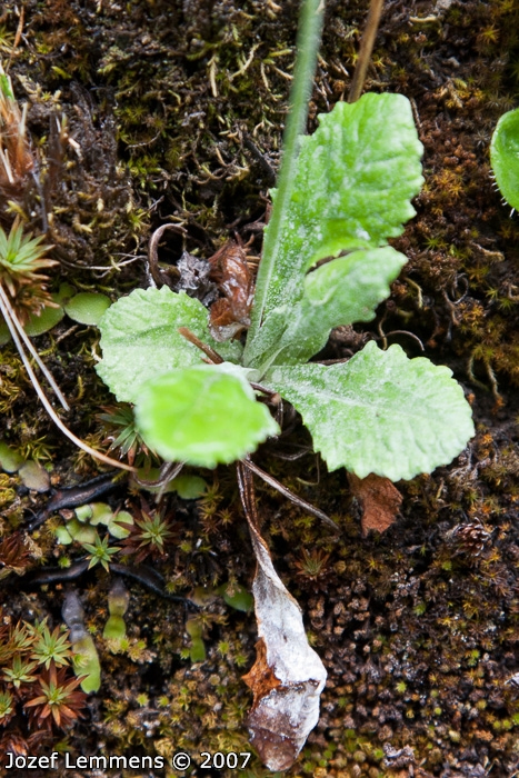 <i>Primula jaffreyana </i>