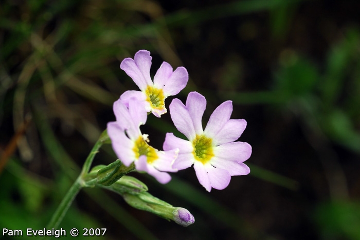 <i>Primula jaffreyana </i>