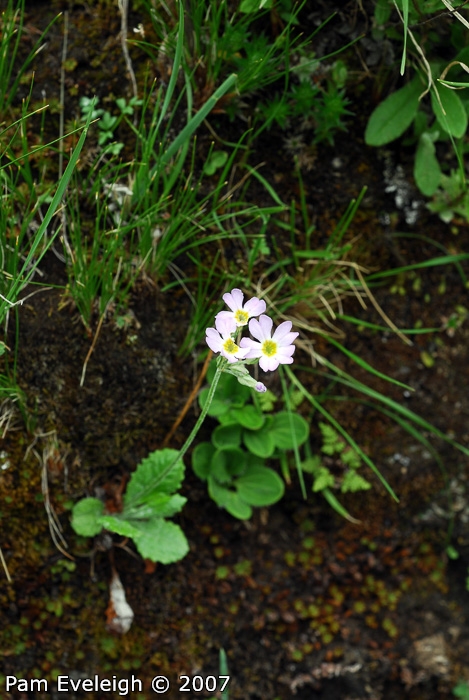<i>Primula jaffreyana </i>