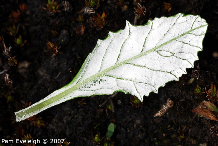 <i>Primula jaffreyana </i>