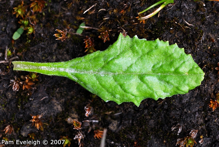<i>Primula jaffreyana </i>