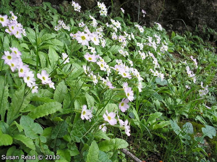 <i>Primula jaffreyana </i>
