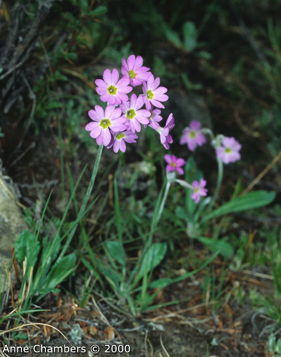 <i>Primula jaffreyana </i>