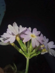 <i>Primula jaffreyana </i>