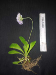 <i>Primula jaffreyana </i>