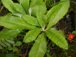 <i>Primula jaffreyana </i>