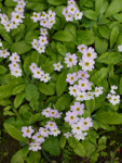 <i>Primula jaffreyana </i>