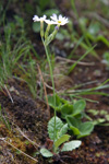 <i>Primula jaffreyana </i>