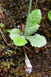 <i>Primula jaffreyana </i>