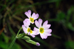 <i>Primula jaffreyana </i>