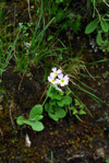 <i>Primula jaffreyana </i>