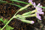 <i>Primula jaffreyana </i>