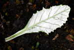 <i>Primula jaffreyana </i>