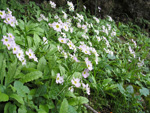 <i>Primula jaffreyana </i>