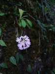 <i>Primula jaffreyana </i>
