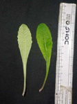 <i>Primula jaffreyana </i>