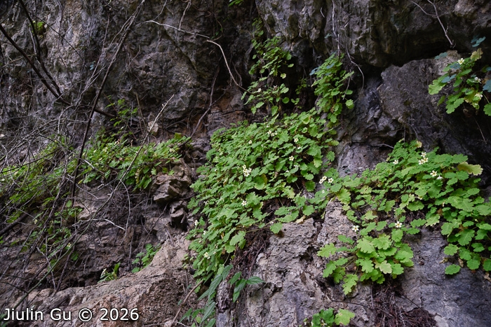 <i>Primula jiangyouensis </i>