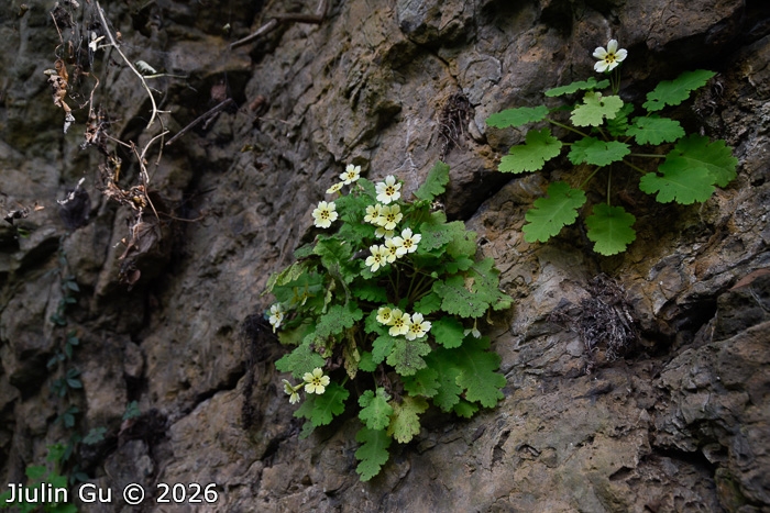 <i>Primula jiangyouensis </i>