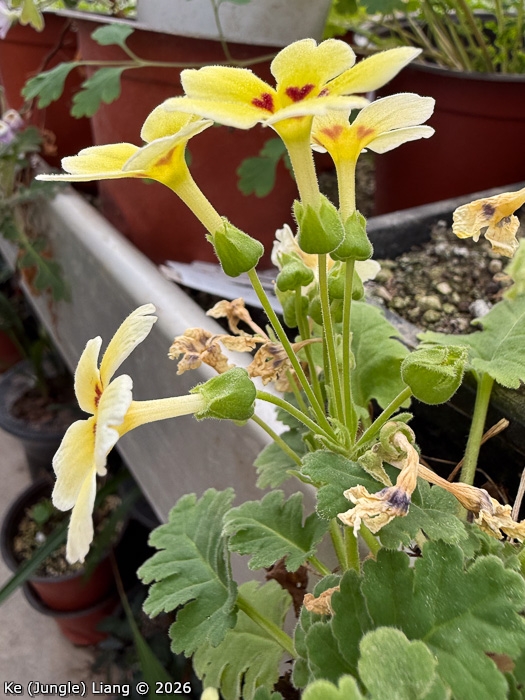 <i>Primula jiangyouensis </i>