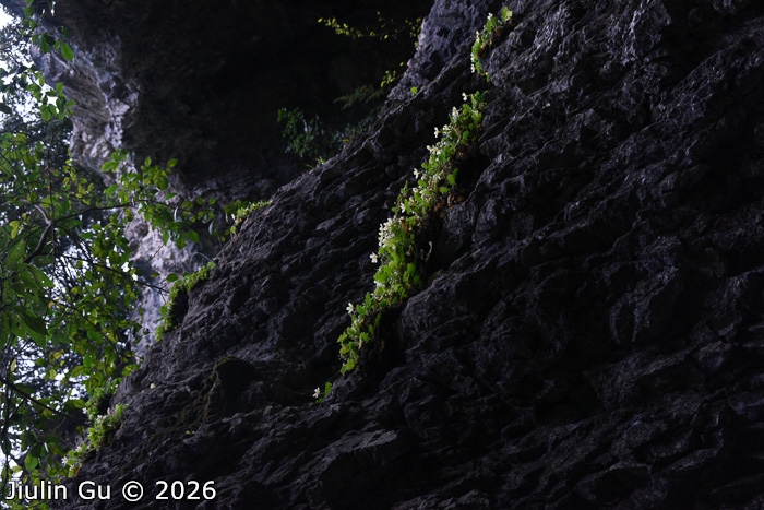 <i>Primula jiangyouensis </i>