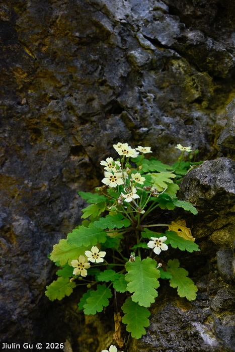 <i>Primula jiangyouensis </i>