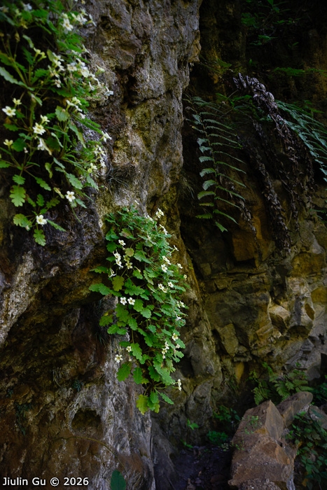 <i>Primula jiangyouensis </i>