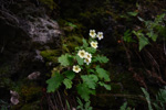 <i>Primula jiangyouensis </i>
