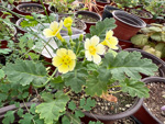 <i>Primula jiangyouensis </i>