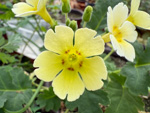 <i>Primula jiangyouensis </i>