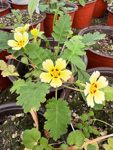 <i>Primula jiangyouensis </i>