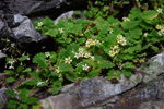 <i>Primula jiangyouensis </i>