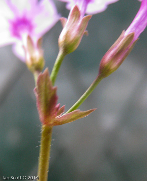 <i>Primula kaufmanniana </i>