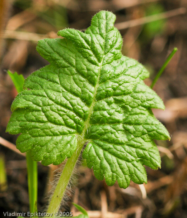 <i>Primula kaufmanniana </i>