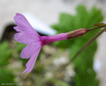 <i>Primula kaufmanniana </i>