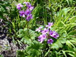 <i>Primula kaufmanniana </i>