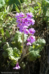 <i>Primula kaufmanniana </i>