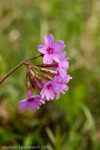 <i>Primula kaufmanniana </i>