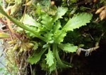 <i>Primula kawasimae </i>