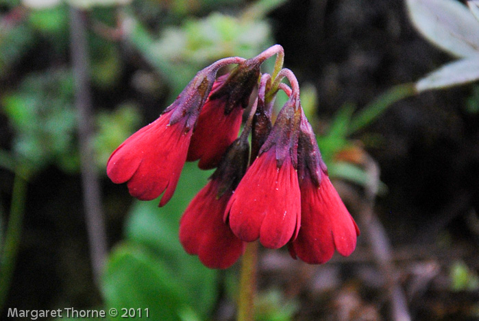 <i>Primula kingii </i>