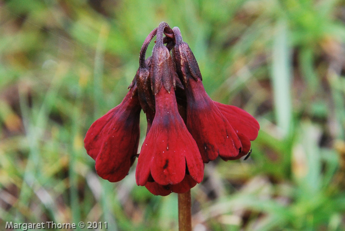 <i>Primula kingii </i>