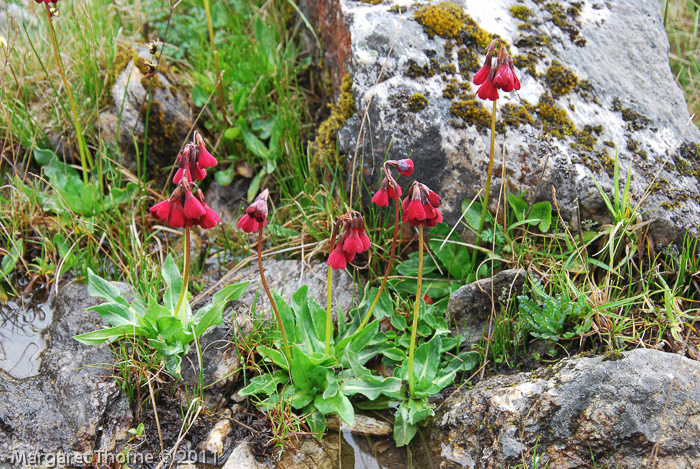 <i>Primula kingii </i>