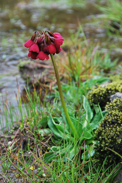 <i>Primula kingii </i>