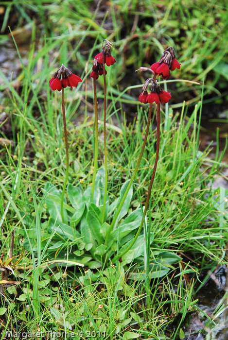 <i>Primula kingii </i>