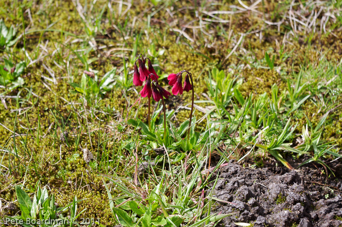 <i>Primula kingii </i>