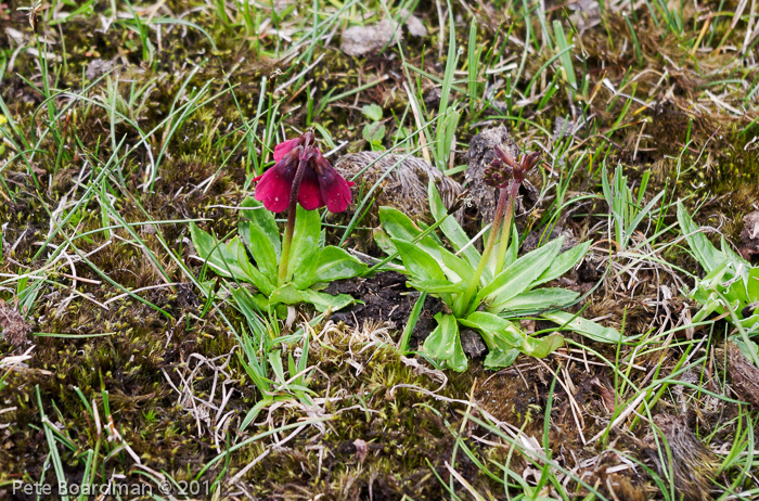 <i>Primula kingii </i>